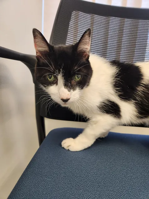 My senior kitty is going into surgery today.