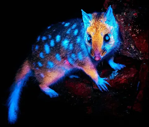 🔥Quolls are biofluorescent and beautiful