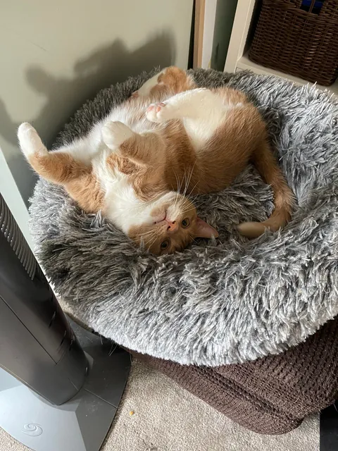 Goodbye little man