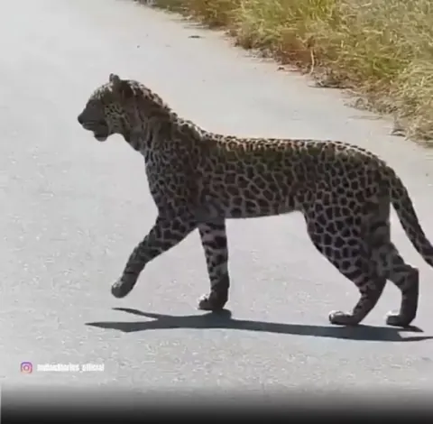 🔥🔥 Leopard stands on its hind legs to get a better view of its prey