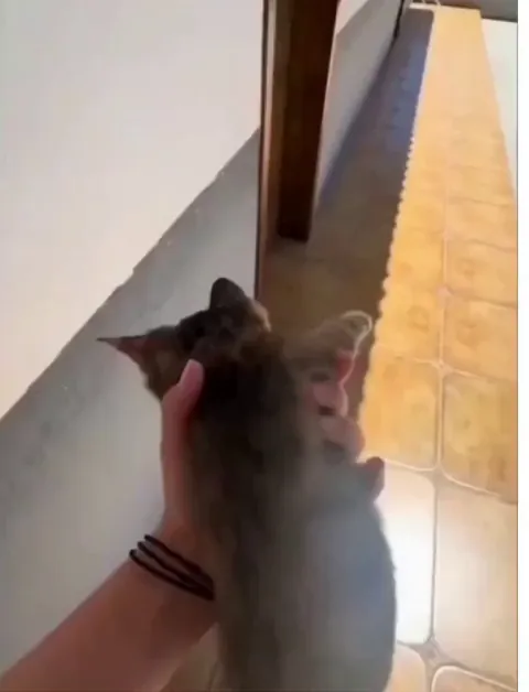 She grabbed a random street kitten to fight mouse in her house