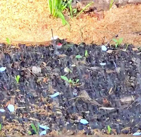 my adorable friend who meets me in the garden each morning for a lil dance in the water sprinkles♡