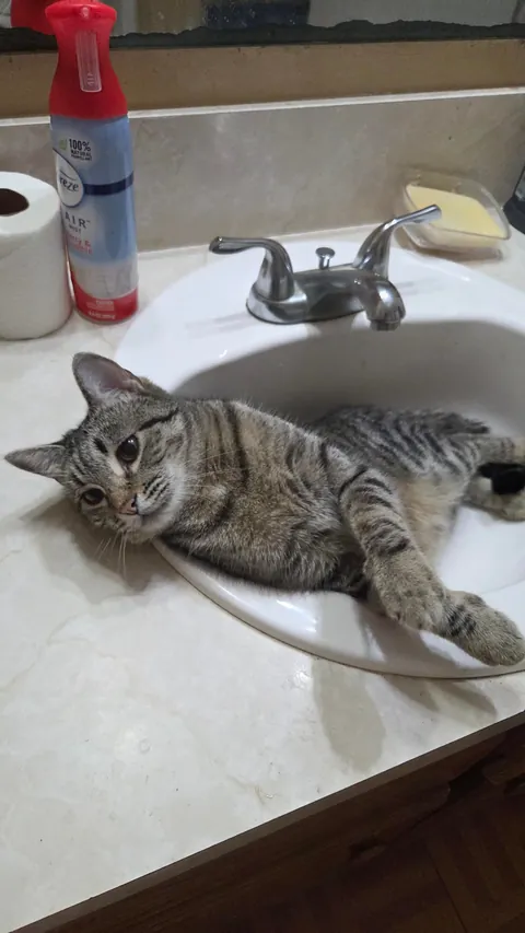 My sink...understand hoomon?