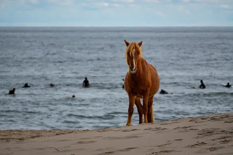 Wild horse came through our camp last weekend.