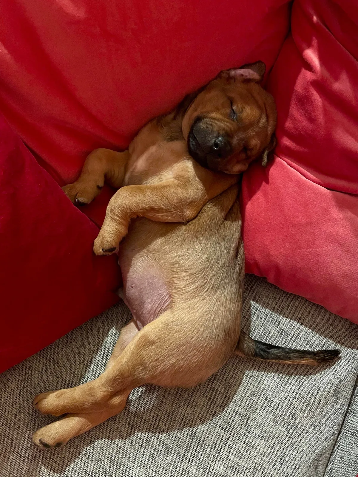 Hector through the years. Which is your favourite photo