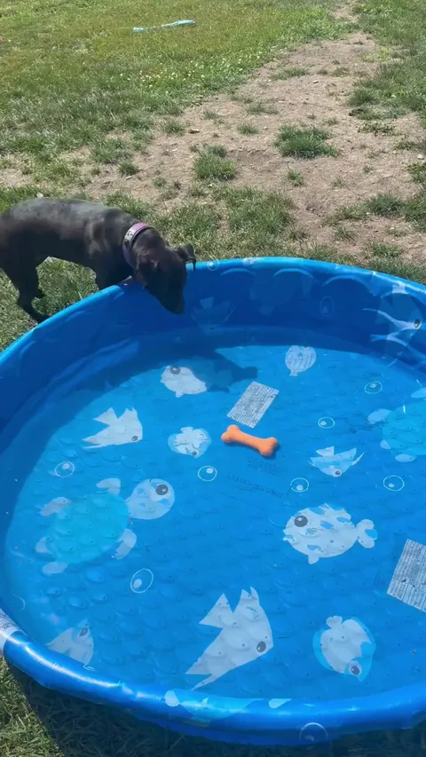 Waffles’s trying out the pool again on this HOT day 🥵