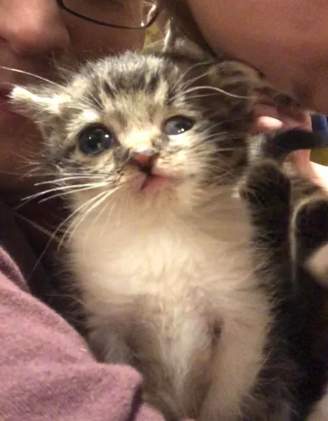 Rosie was born special. We didn’t know if she was going to make it. But now she’s a 7 year old little chonker. Every bit as special though.