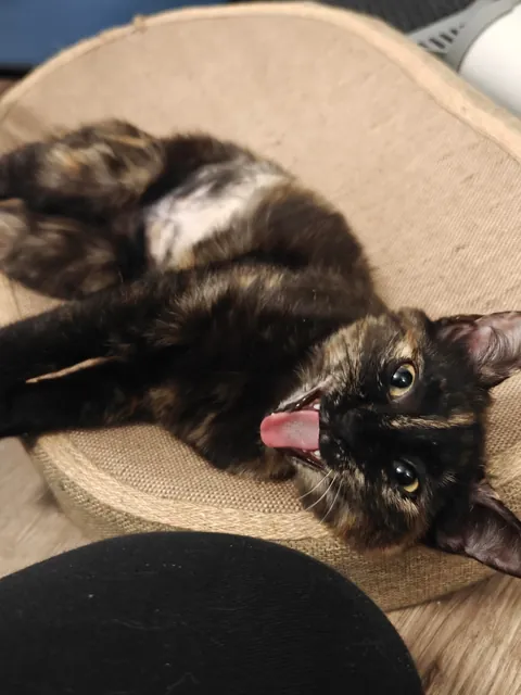 Luna's funny expressions (funniest one at the end) 😺