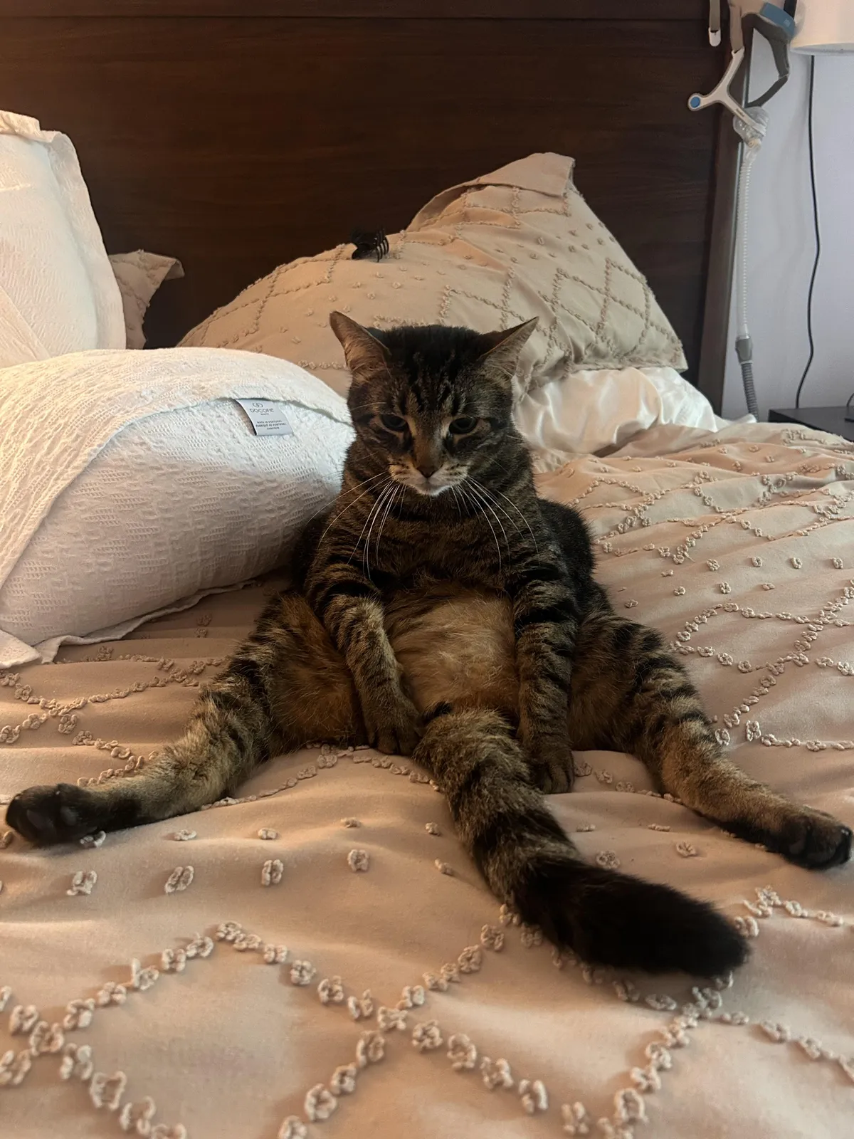 Found my cat like this one morning