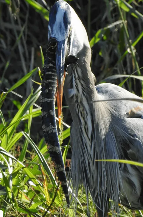 Heron swallows baby alligator whole, its long tail protruding from the heron's gullet