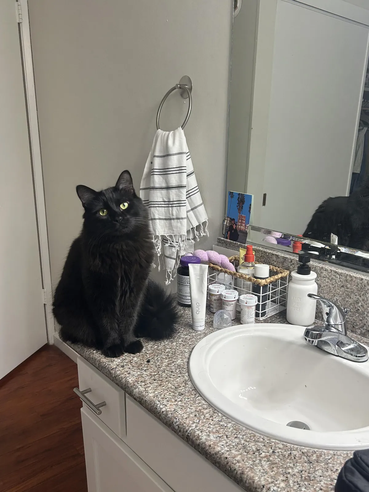 My bathroom guardian 🖤
