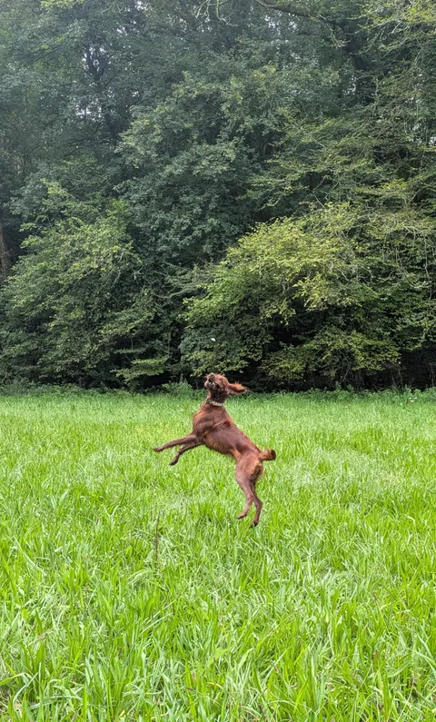 Butterfly hunting is a respectable job