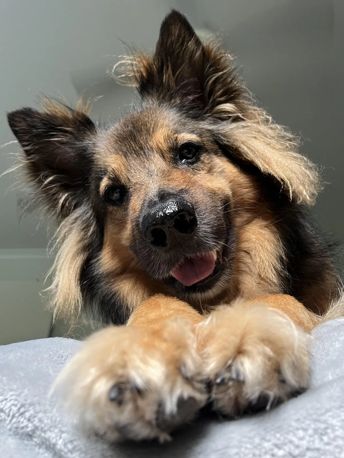 My gentle boy, Paaka, with his teddy bear smile