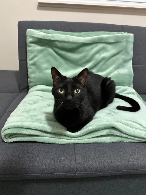 Update on the declawed kitty found wandering a school