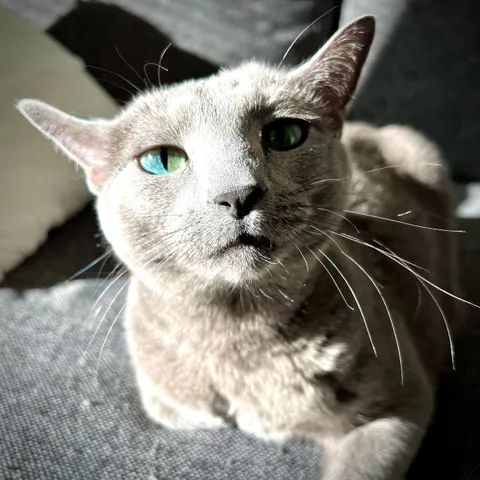 This is Blossom. She is asking you kindly to name your own goddamn cats. Thank you.