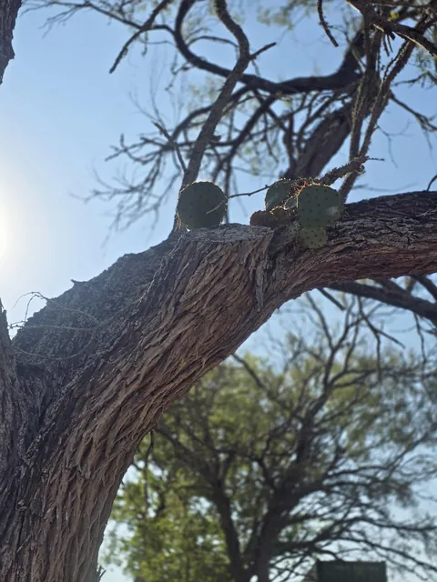 Cactus growing out of a dying tree limb at our office!