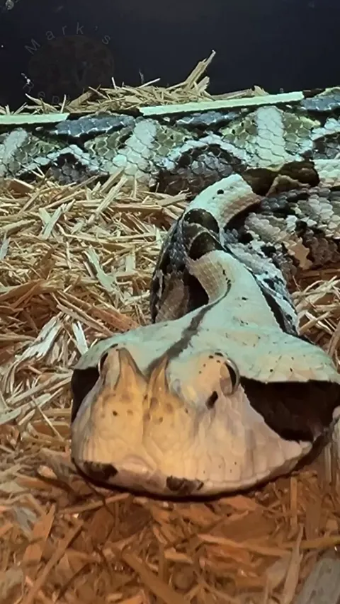 Fransisco the Gabon viper with its large fangs 
