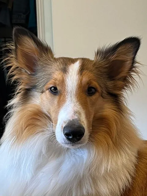 I made a crochet version of my bf’s dog as a gift for him 