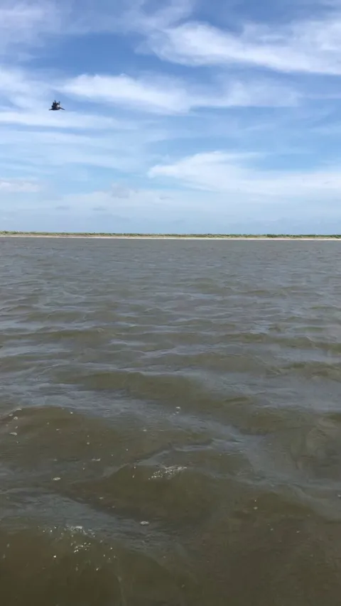 Filming a Pelican When All Of a Sudden I Hear Splashing Next To Me