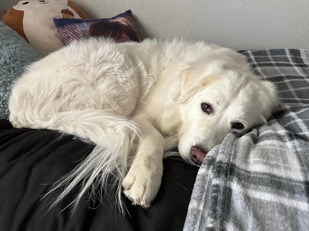 One year ago today, I adopted my sweet boy Mr. Mister!!