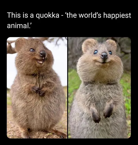 I can't help smiling when I see these little guys