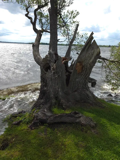 This tree has been split apart, hollowed out, battered by storms, and still refuses to stop growing. [Discussion]