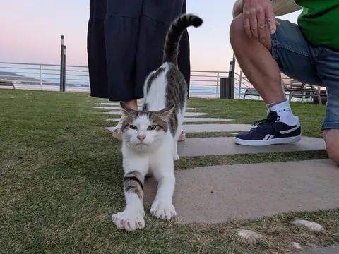 The huge collection of cats I found on my adventure to Turkey😅😊