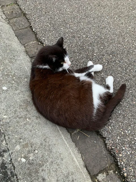 Guess who followed me home after work and won't leave my driveway now