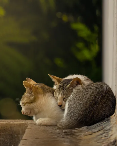 ITAP of cats on my terrace