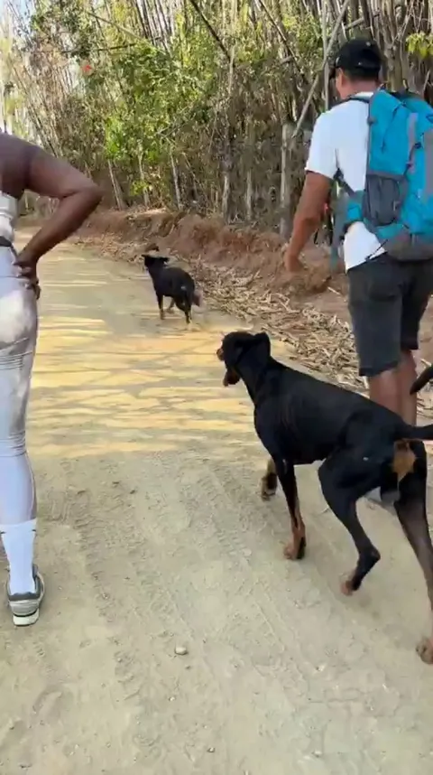 Went for a hike up a mountain. These 2 town dogs decided to be our tour guides all the way up and back down again.