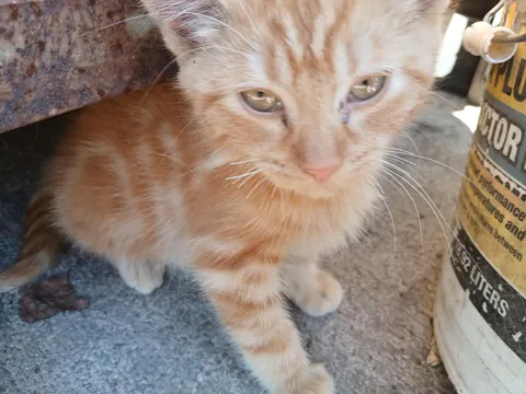 My 24yo cat recently passed away, I told my niece if I were to have another cat, I'd get an orange cat. This guy showed up the same day.