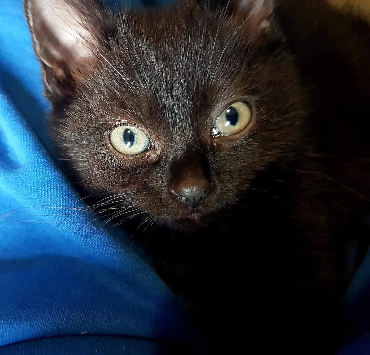 After waiting YEARS for my Void, he is finally here! Meet Nigel, 8 weeks.