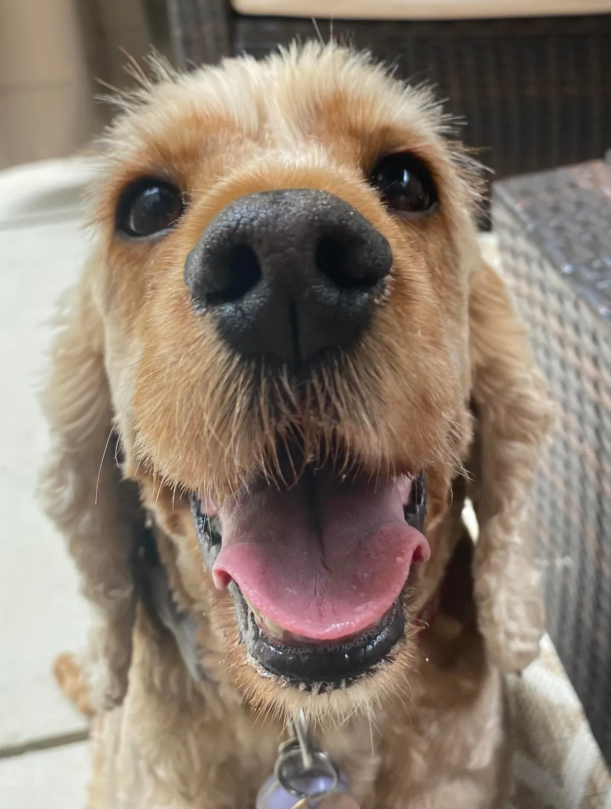 More noses of the dogs I walk