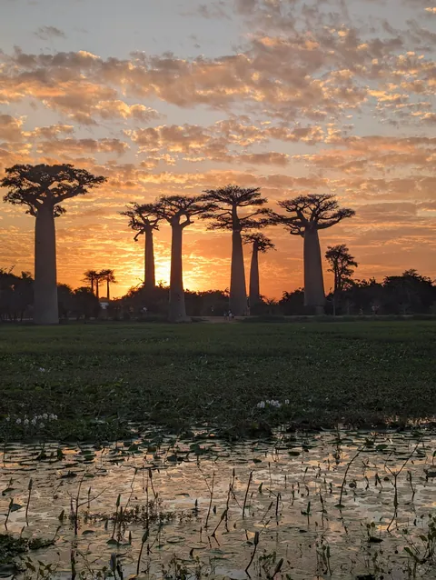 Madagascar : a dying Eden.  It needs you.