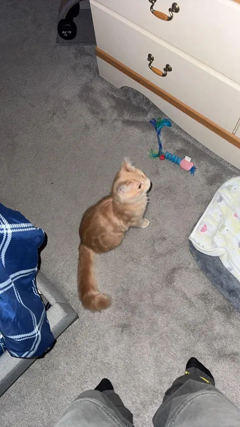 I would love if anyone could ask questions about my sweet peanut🕊️