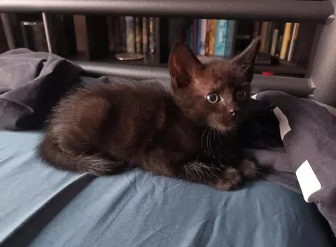My cat Sauron when he was a smol void. Now he is 1 year old :)🖤