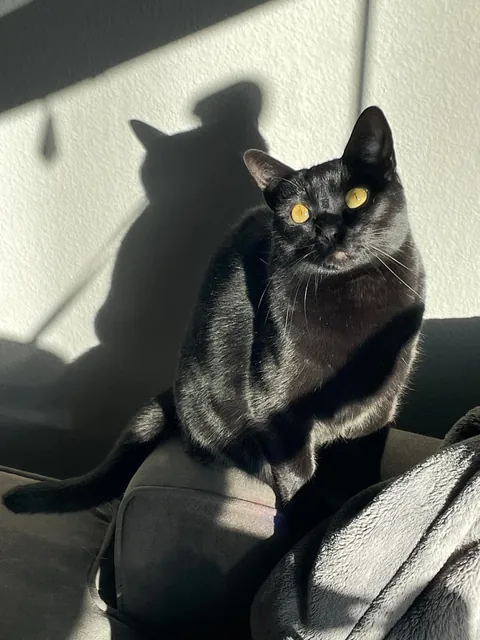 Cat so stupid it’s almost concerning?