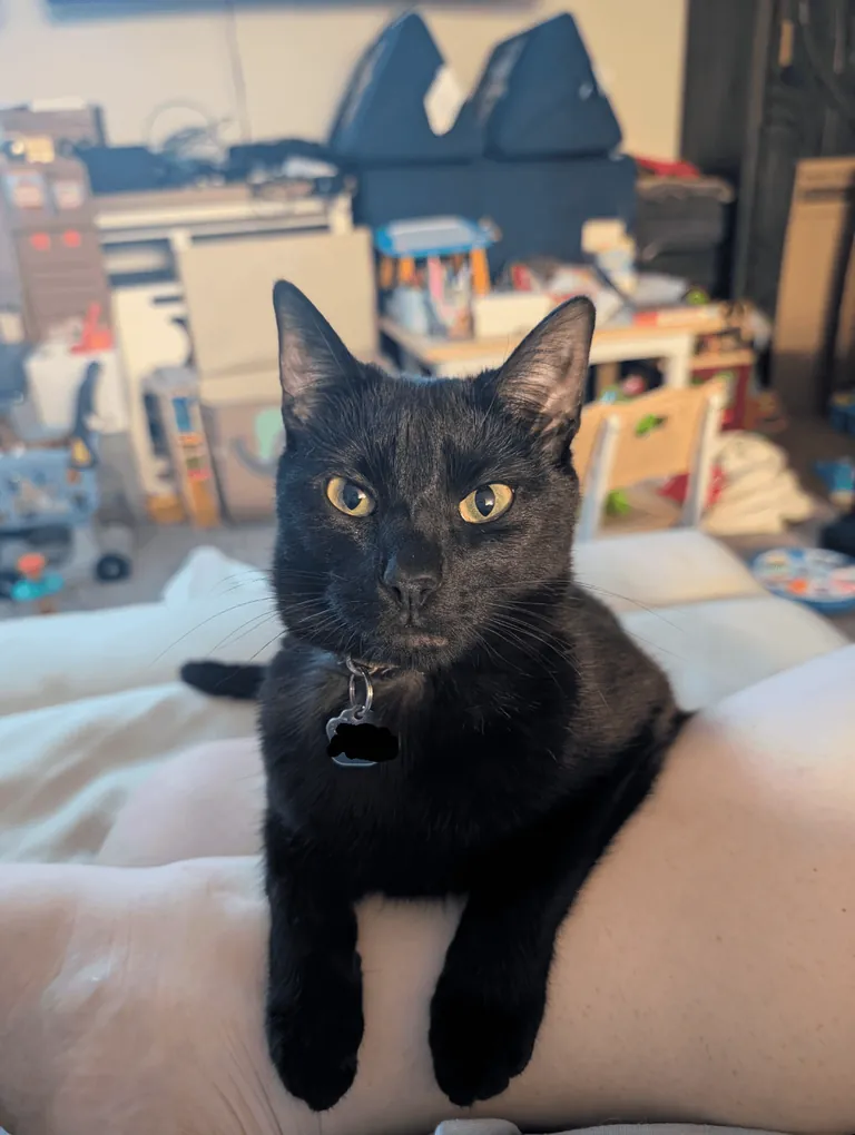 One year ago, I adopted my very first cat!