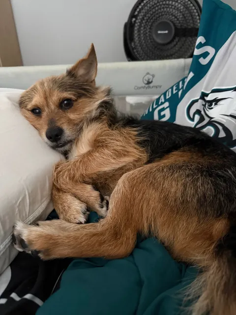 I didn’t even want this dog and now I’m convinced I gave birth to him