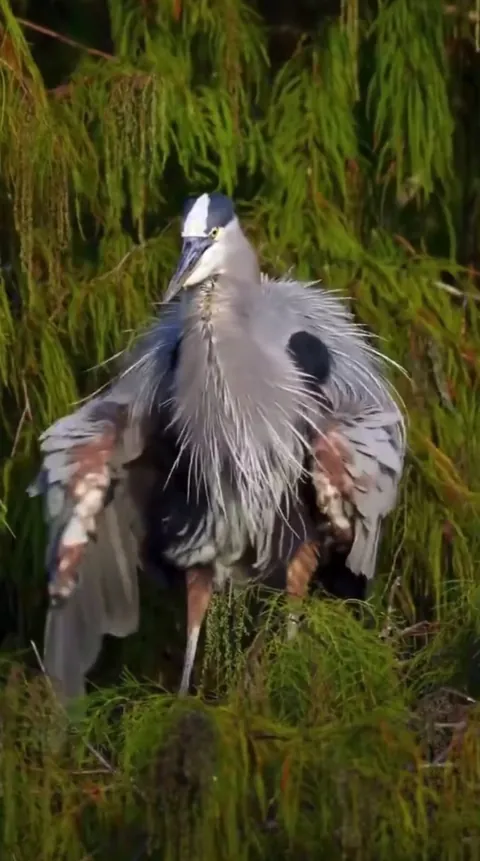 A Great Blue Heron appears to shakes out his silvery plumes
