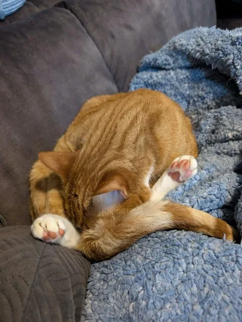 The brain cell left his body mid grooming session and he fell asleep like this 😂