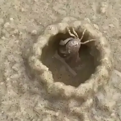 Sand Crab building a dome