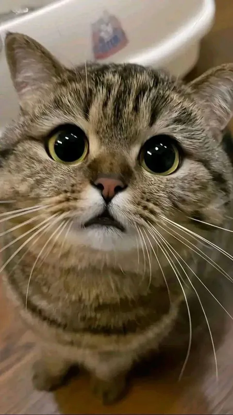 How can anyone say no to this face??