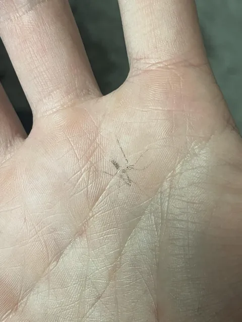 Swatted a mosquito and it left an impression on my hand