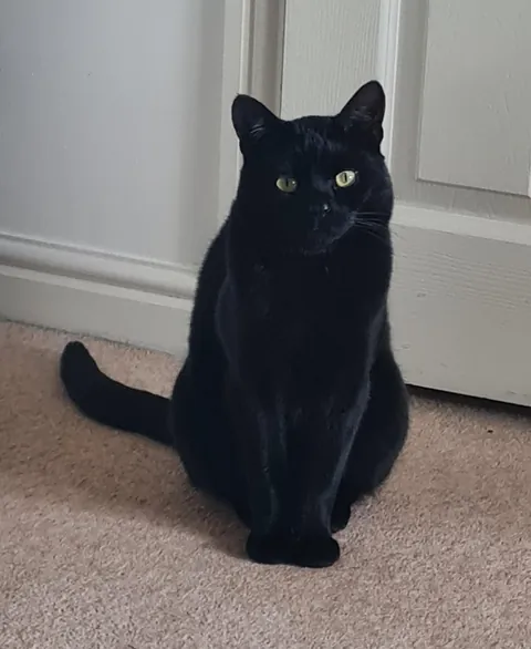 Does everyone think their void could be a model or is it just me?