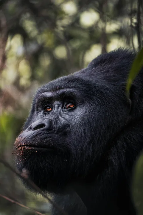 ITAP of a gorilla in the wild