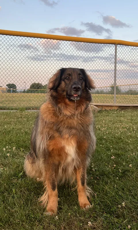 Majestic…Crooked teefs, drool and all that. My sweet, Pretzel girl