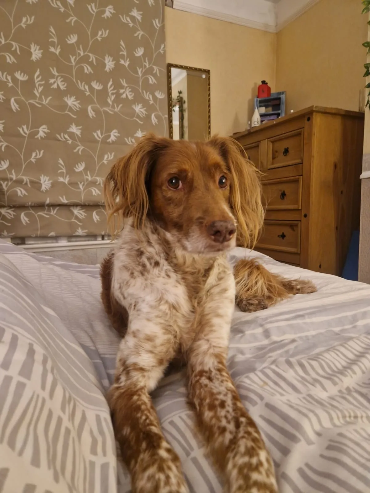 Benji is the gooddest pupperino