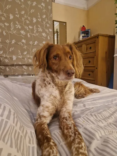 Benji is the gooddest pupperino