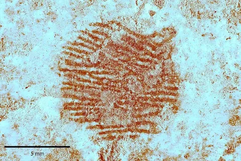 Oldest human fingerprint in the world discovered in Spain, left by Neanderthals 43,000 years ago